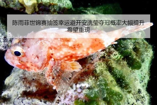chen-yu-fei-shi-jin-sai-chou-qian-xing-yun-bi-kai-an-xi-ying-duo-guan-gai-lv-da-fu-ti-sheng-xi-wang-chong-xian-2-258.jpg