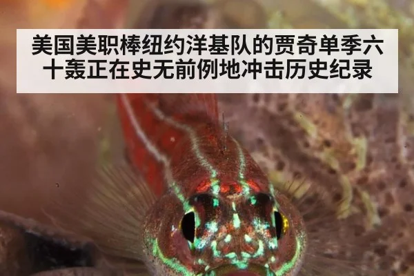 美国美职棒纽约洋基队的贾奇单季六十轰正在史无前例地冲击历史纪录